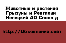 Животные и растения Грызуны и Рептилии. Ненецкий АО,Снопа д.